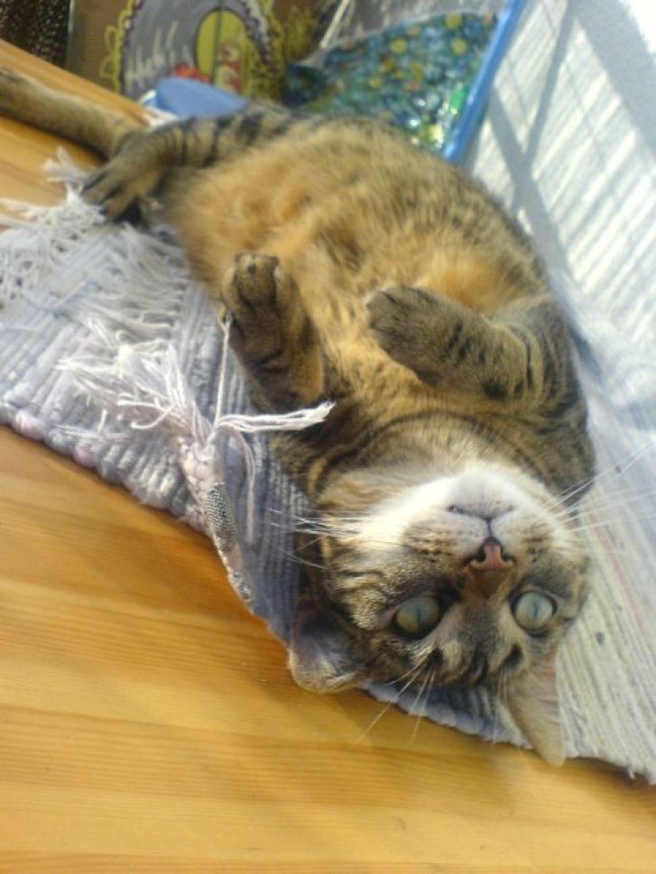 Picture of a cat / kitten / feline