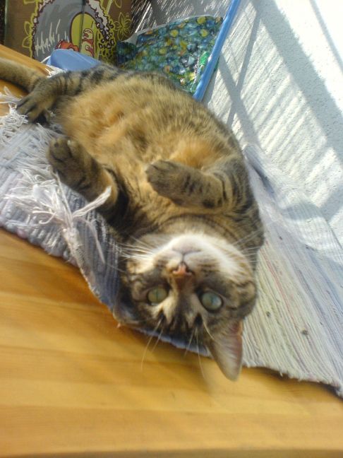 Picture of a cat / kitten / feline