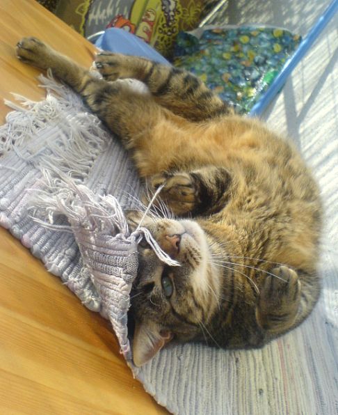 Picture of a cat / kitten / feline