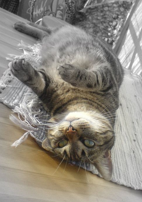 Picture of a cat / kitten / feline