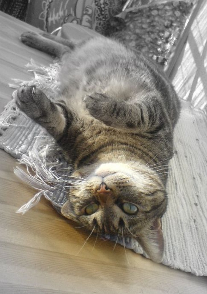 Picture of a cat / kitten / feline