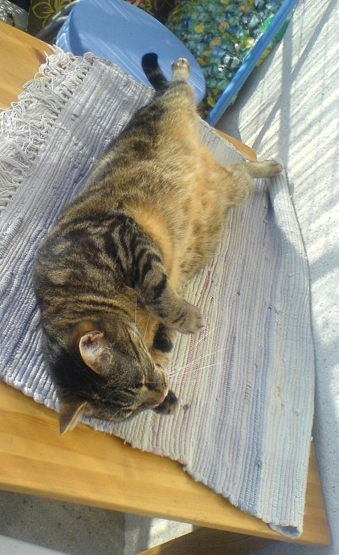 Picture of a cat / kitten / feline