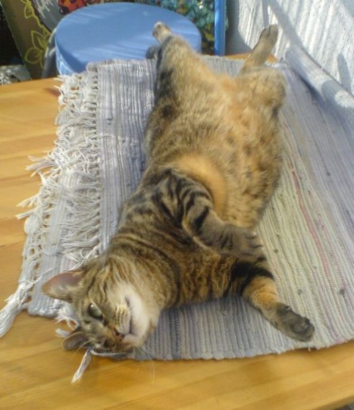 Picture of a cat / kitten / feline