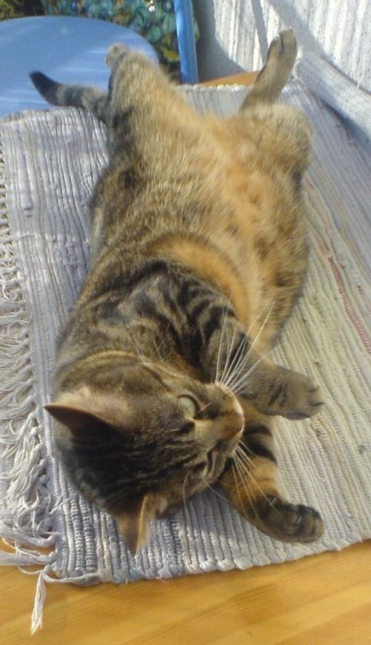 Picture of a cat / kitten / feline