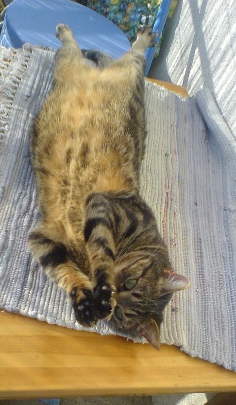 Picture of a cat / kitten / feline