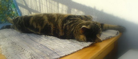 Picture of a cat / kitten / feline