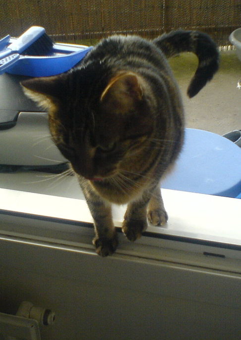 Picture of a cat / kitten / feline