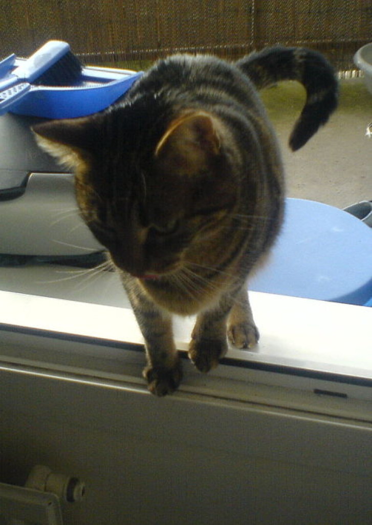 Picture of a cat / kitten / feline