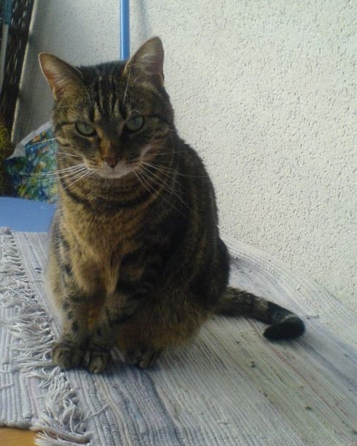 Picture of a cat / kitten / feline