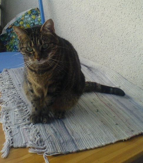 Picture of a cat / kitten / feline