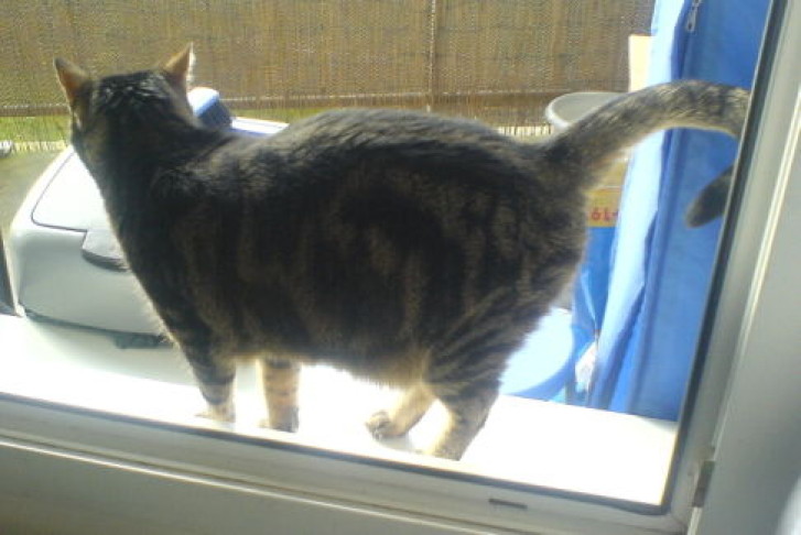 Picture of a cat / kitten / feline