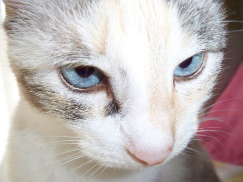 Picture of a cat / kitten / feline