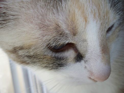 Picture of a cat / kitten / feline