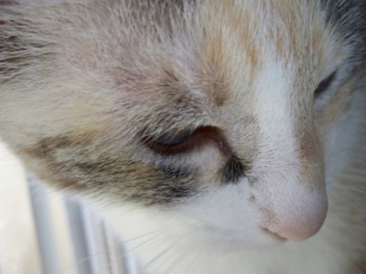 Picture of a cat / kitten / feline