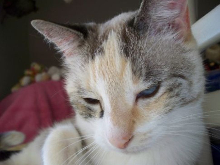 Picture of a cat / kitten / feline