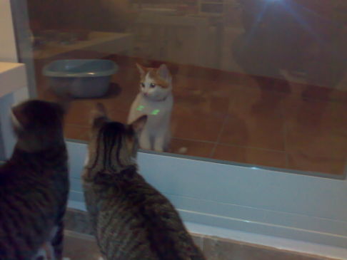 Picture of a cat / kitten / feline