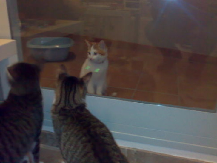 Picture of a cat / kitten / feline