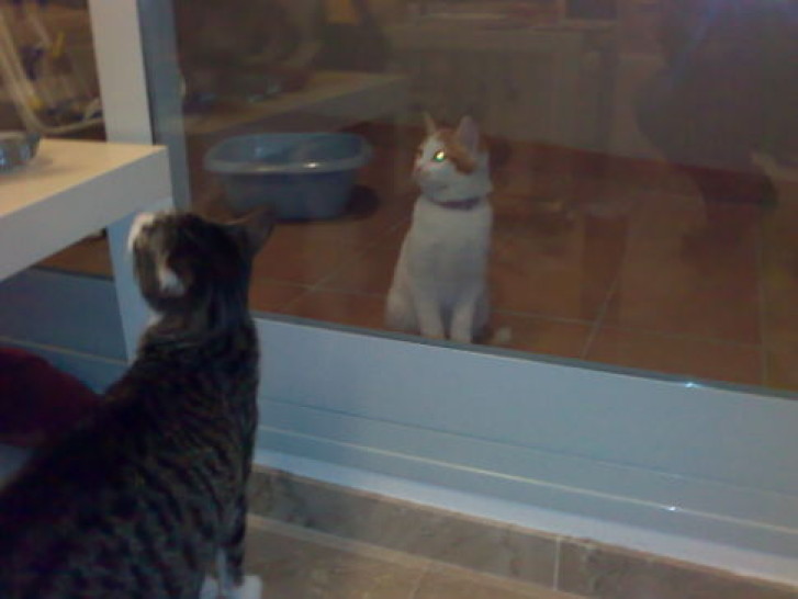 Picture of a cat / kitten / feline