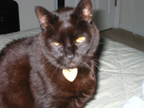 Picture of a cat / kitten / feline