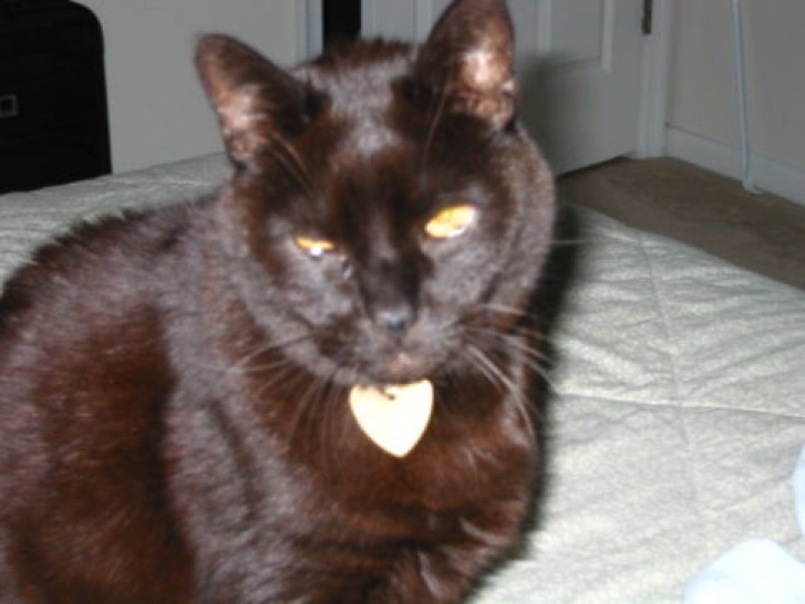 Picture of a cat / kitten / feline