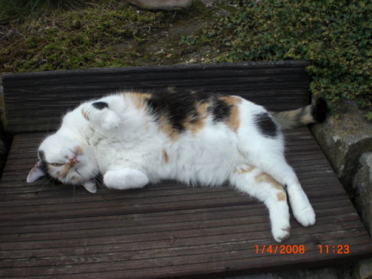 Picture of a cat / kitten / feline