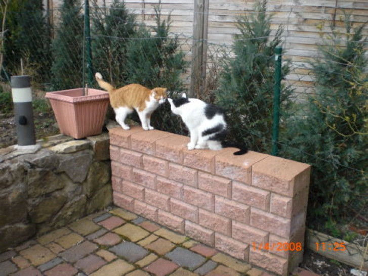 Picture of a cat / kitten / feline