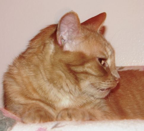 Picture of a cat / kitten / feline