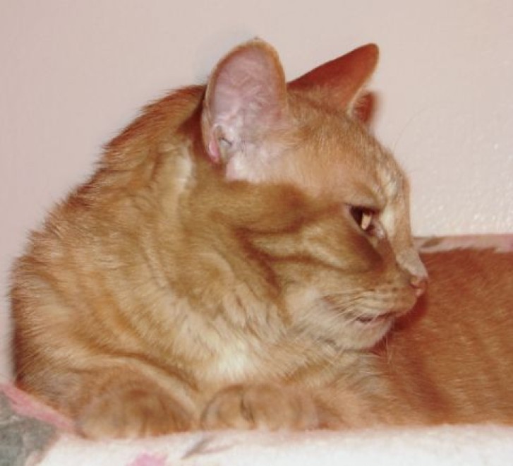 Picture of a cat / kitten / feline