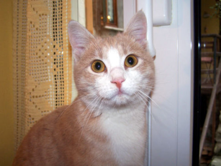 Picture of a cat / kitten / feline