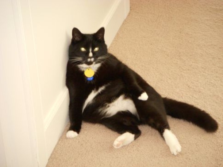 Picture of a cat / kitten / feline