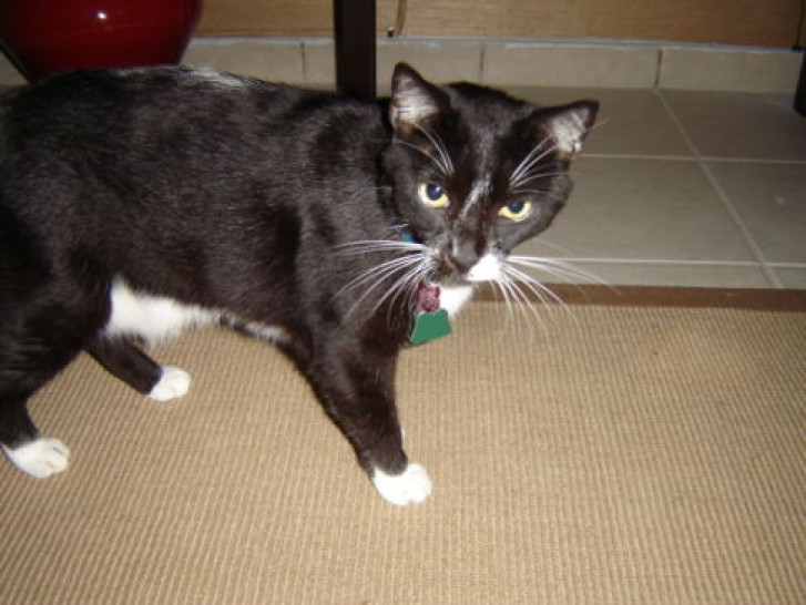 Picture of a cat / kitten / feline