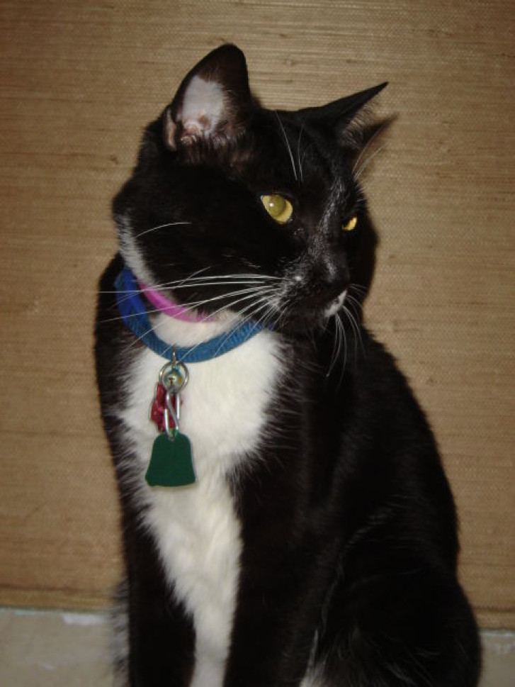 Picture of a cat / kitten / feline