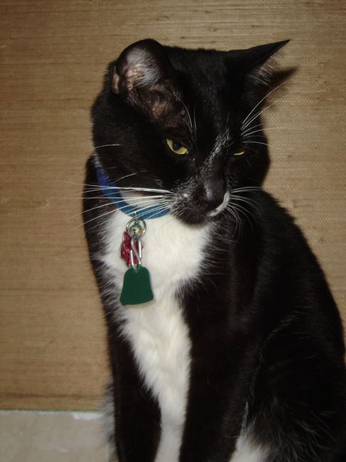 Picture of a cat / kitten / feline