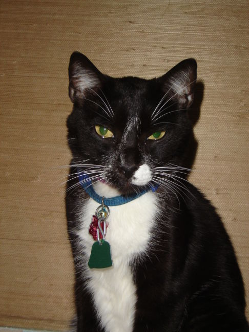 Picture of a cat / kitten / feline