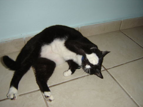 Picture of a cat / kitten / feline