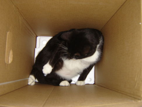 Picture of a cat / kitten / feline