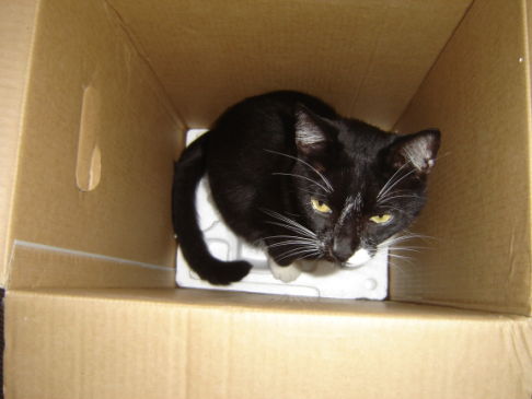 Picture of a cat / kitten / feline