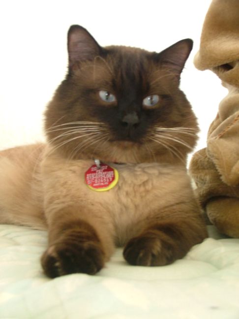 Picture of a cat / kitten / feline