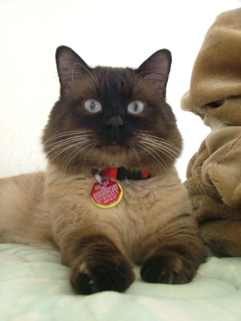 Picture of a cat / kitten / feline