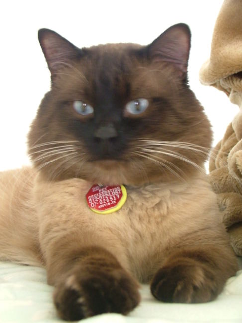 Picture of a cat / kitten / feline