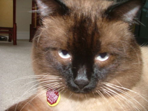 Picture of a cat / kitten / feline