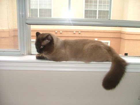 Picture of a cat / kitten / feline