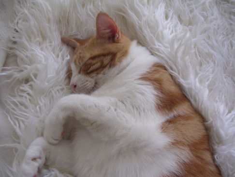 Picture of a cat / kitten / feline