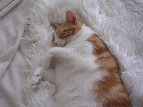 Picture of a cat / kitten / feline