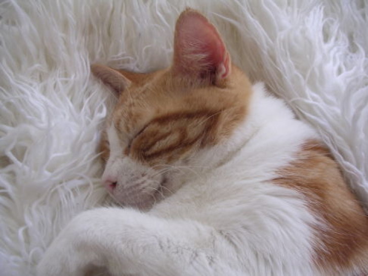 Picture of a cat / kitten / feline