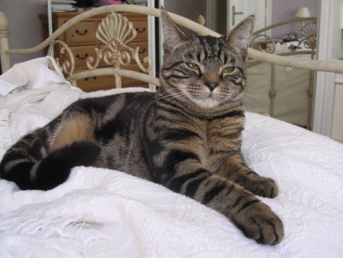 Picture of a cat / kitten / feline