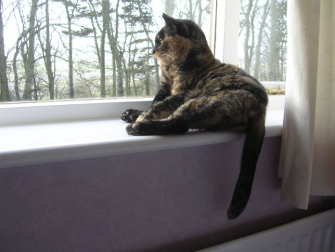 Picture of a cat / kitten / feline