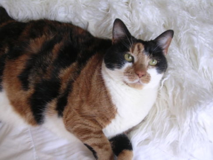 Picture of a cat / kitten / feline