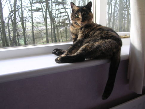 Picture of a cat / kitten / feline