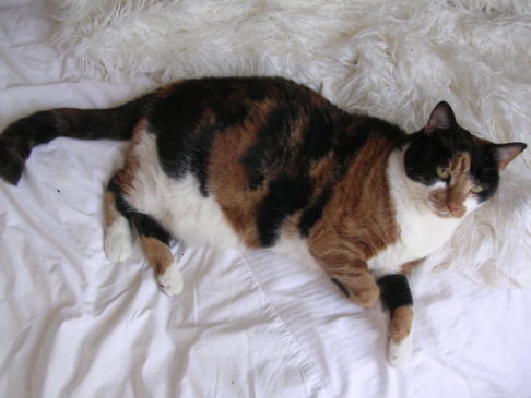 Picture of a cat / kitten / feline